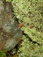 Image of cup lichen