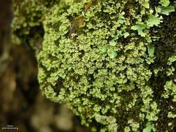 Image of cup lichen