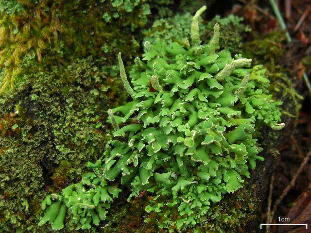 Слика од Cladonia ochrochlora Flörke