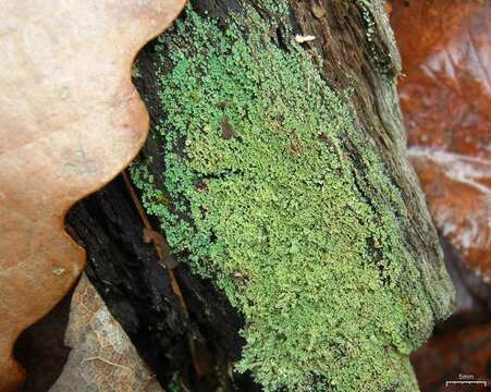 Image of parasite cup lichen