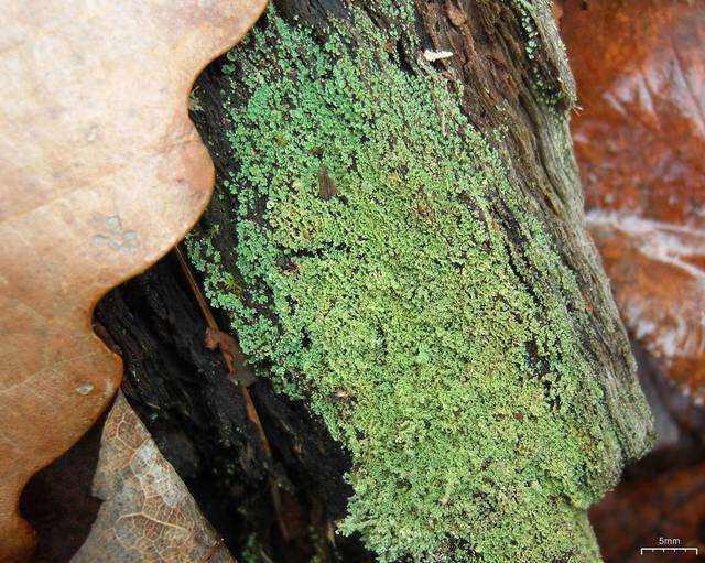 Plancia ëd Cladonia parasitica (Hoffm.) Hoffm.