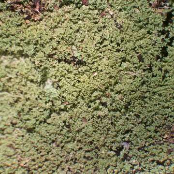 Image of parasite cup lichen