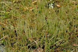 Image of cup lichen