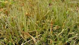 Image of cup lichen