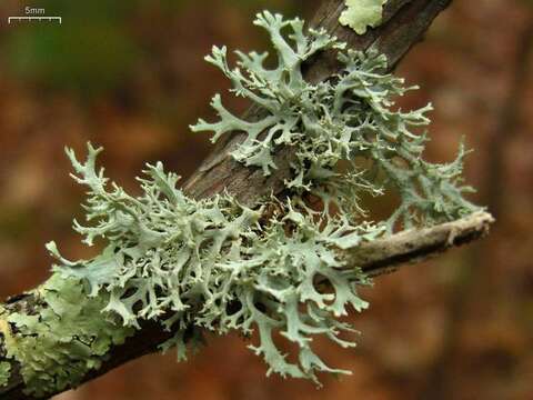 Image of light and dark lichen