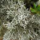 Image of light and dark lichen