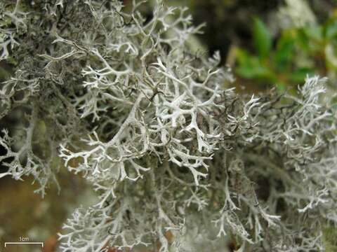 Image of light and dark lichen