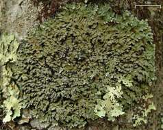 Image of pyxine lichen