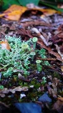 Image of cup lichen