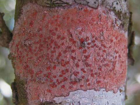 Image of dot lichen