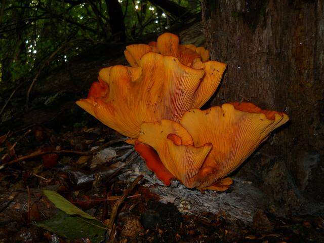 Image of Omphalotus