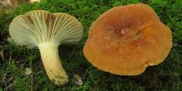 Image of Lactarius hygrophoroides Berk. & M. A. Curtis 1859