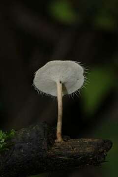 Image de Lentinus