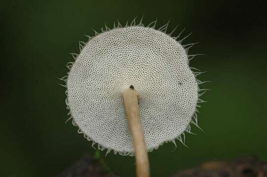 Image of Lentinus