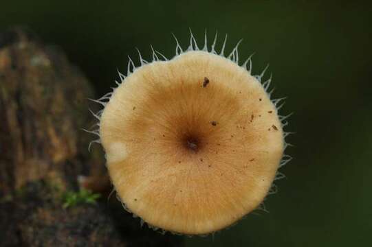 Image of Lentinus