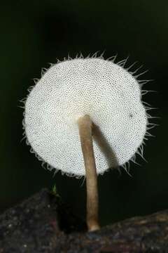 Image of Lentinus