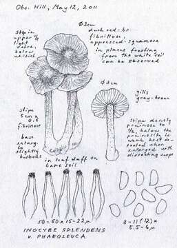 Image of Inocybe phaeoleuca Kühner 1955