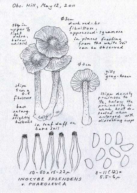 Imagem de Inocybe phaeoleuca Kühner 1955