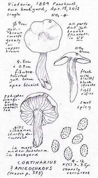 Cortinarius amigochrous Kühner 1989的圖片