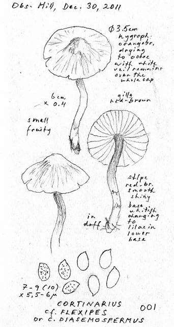 Слика од Cortinarius flexipes (Pers.) Fr. 1838
