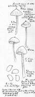 Image of Hygrocybe singeri (A. H. Sm. & Hesler) Singer 1958