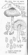 Image of Cortinarius casimiri (Velen.) Huijsman 1955