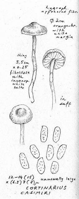 Imagem de Cortinarius casimiri (Velen.) Huijsman 1955