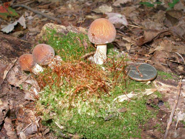 Plancia ëd Psathyrella delineata (Peck) A. H. Sm. 1941