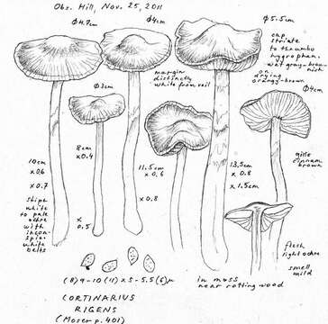 Sivun Cortinarius rigens (Pers.) Fr. 1838 kuva