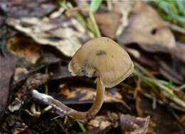 Plancia ëd Psilocybe subtropicalis Guzmán 1995