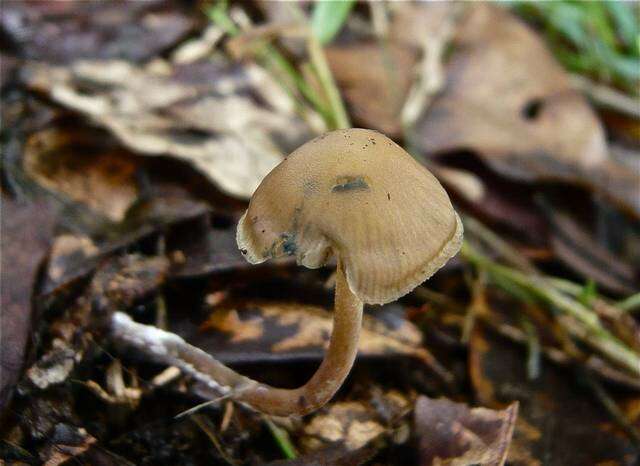 Image of Psilocybe subtropicalis Guzmán 1995