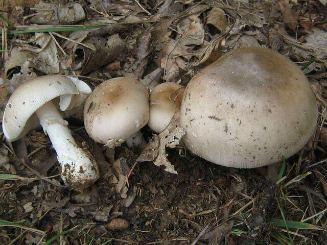 Image de Amanita spreta (Peck) Sacc. 1887