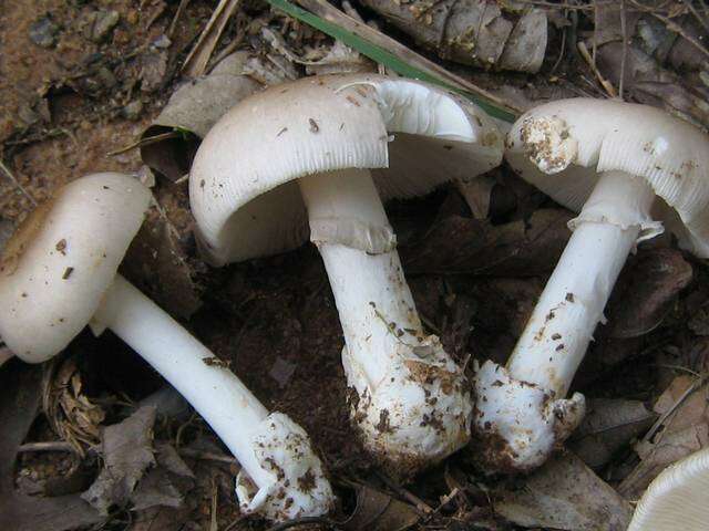 Image de Amanita spreta (Peck) Sacc. 1887