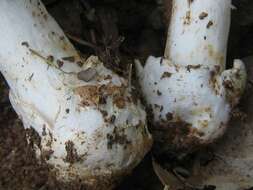 Image de Amanita spreta (Peck) Sacc. 1887