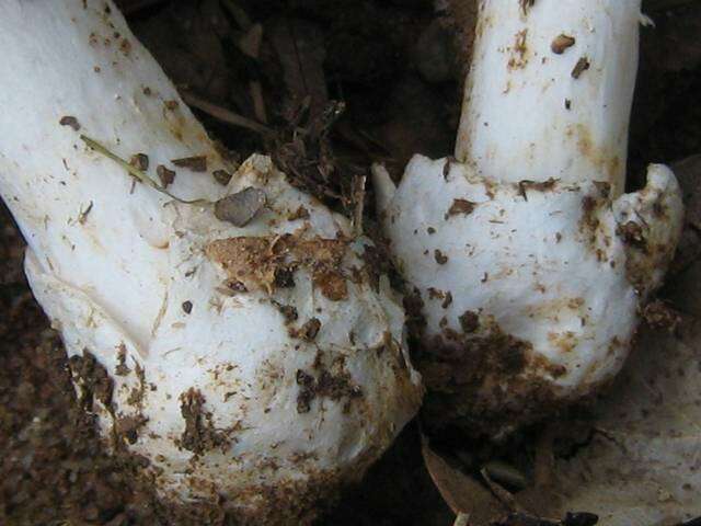 Слика од Amanita spreta (Peck) Sacc. 1887