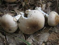 Image de Amanita spreta (Peck) Sacc. 1887