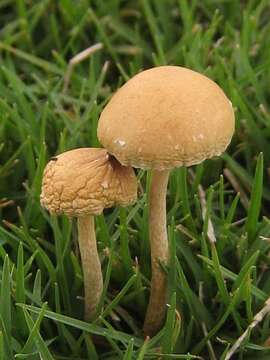 Image of Agrocybe