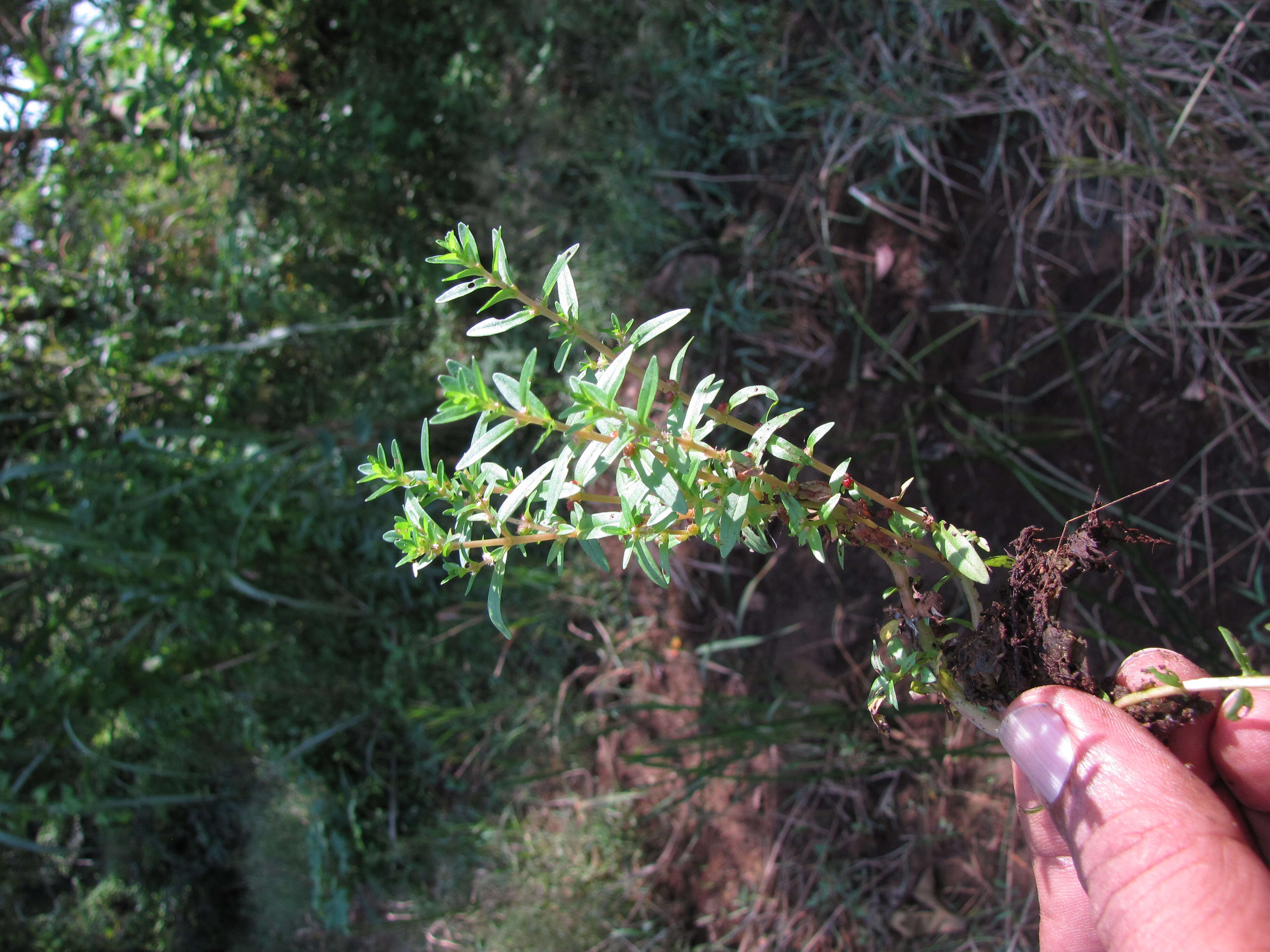 Image of rotala