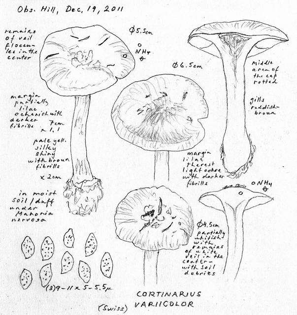 Cortinarius variicolor (Pers.) Fr. 1838的圖片