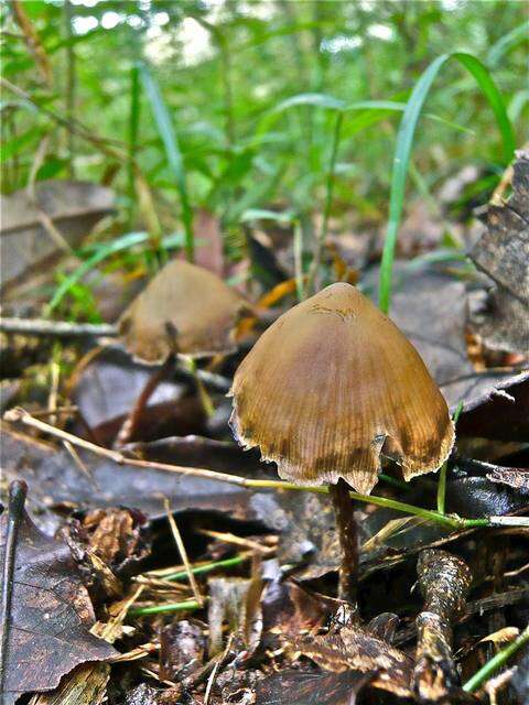 Plancia ëd Psilocybe subtropicalis Guzmán 1995