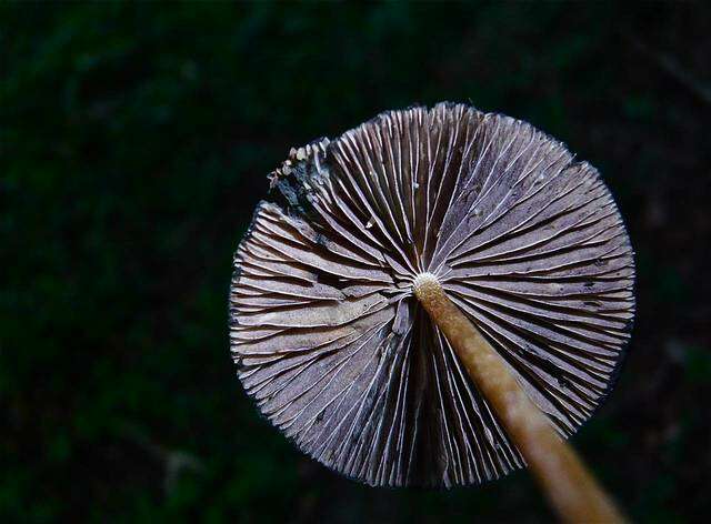 Image de Psilocybe mexicana R. Heim 1957