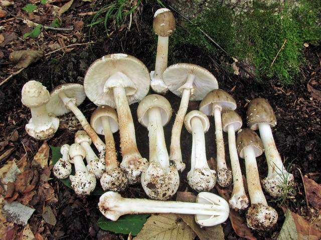 Image of Cleft-footed Amanita