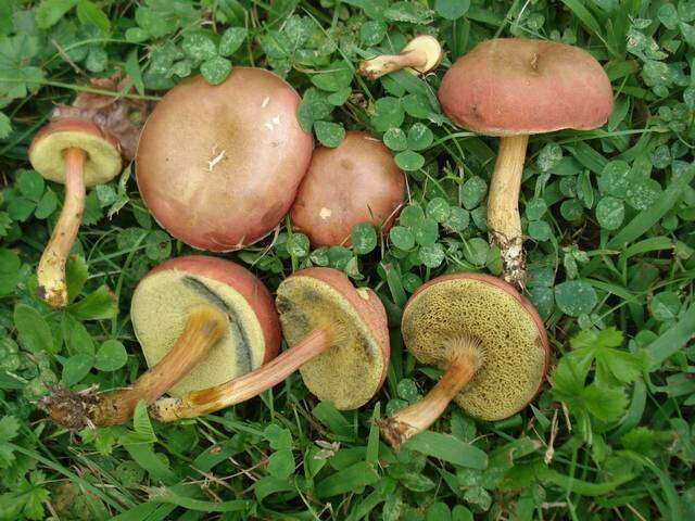 Image of Hortiboletus