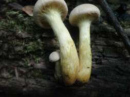 Imagem de Gymnopilus