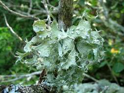 Imagem de Ramalina sinensis Jatta