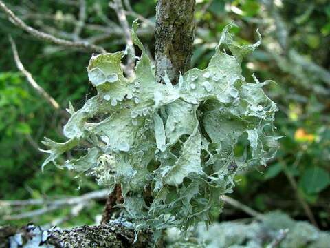 Image of cartilage lichen