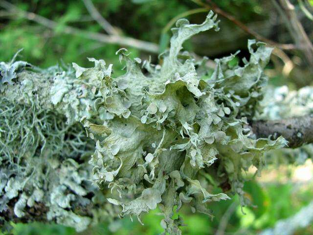 Image of cartilage lichen