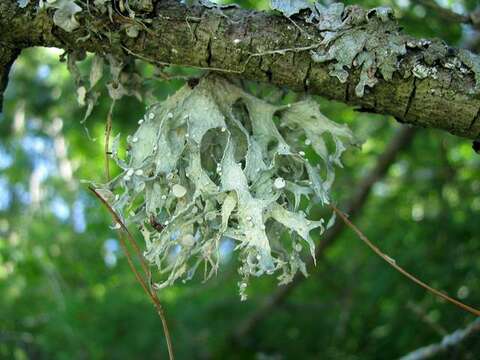 Image of cartilage lichen