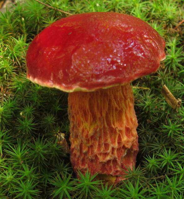 Image of Butyriboletus frostii (J. L. Russell) G. Wu, Kuan Zhao & Zhu L. Yang 2016