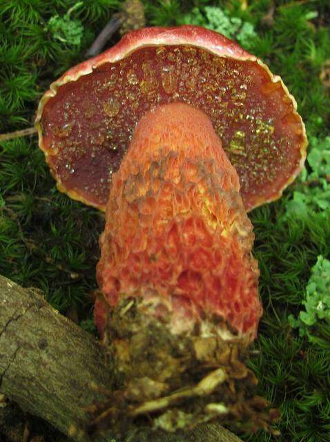 Image of Butyriboletus frostii (J. L. Russell) G. Wu, Kuan Zhao & Zhu L. Yang 2016